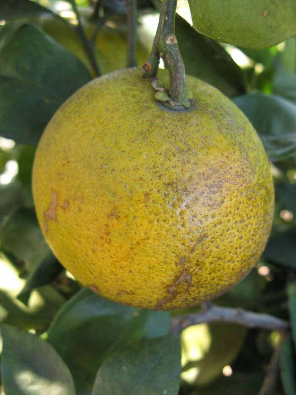            Fruit (Winter Haven, FL)   